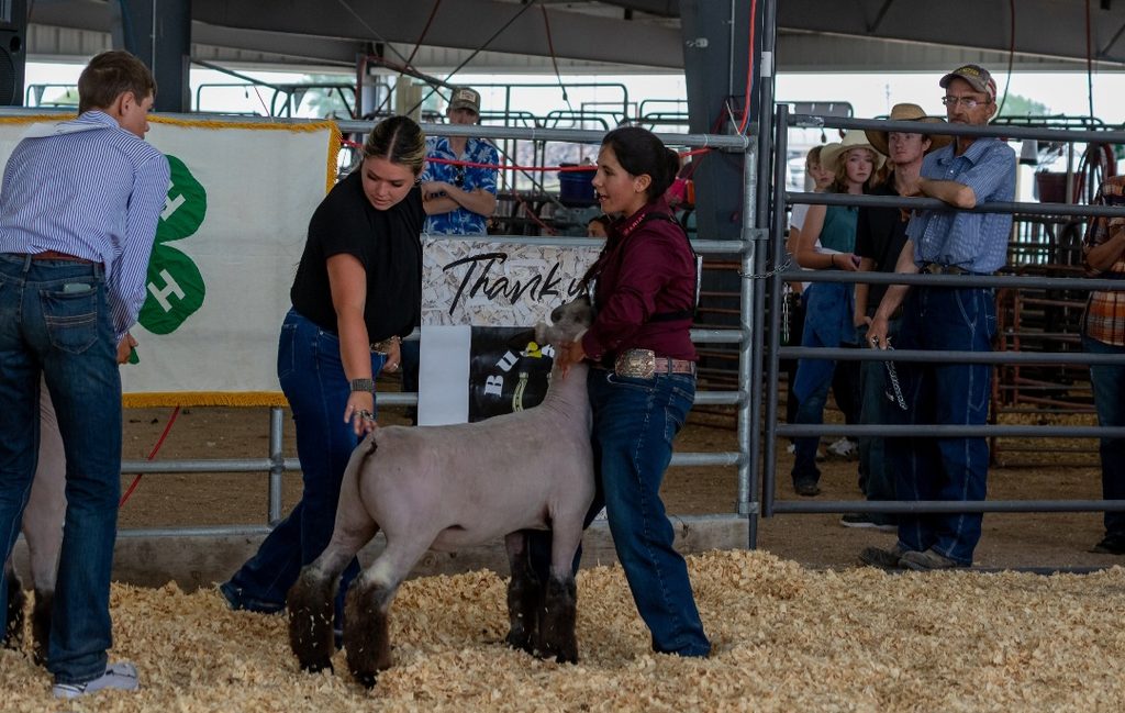 Fair 2026 - Sherpa Graze Farm